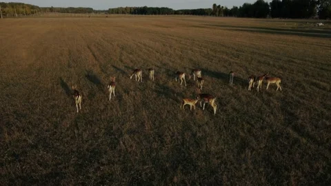 Flock of young deer running through the green grass. drone flight 스톡 동영상 232125670