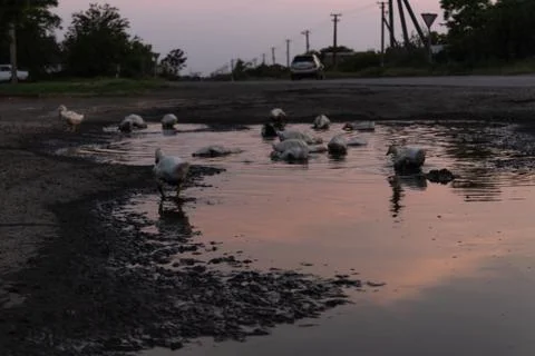 A flock of young ducks plays in a puddle by the road Stock Photos