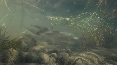 A flock of young fish - trout in the spring river Stock Footage 124950967