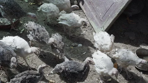 A flock of young grown turkey chicks on a poultry farm. ProRes 422 Stock Footage 138390161