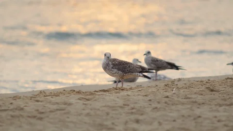 Flock of Young Gulls on the Sand Stock Footage 89746064