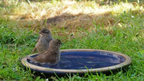 Flock of young House Sparrows bathe in a birdbath on the ground Stock-Footage 131249552
