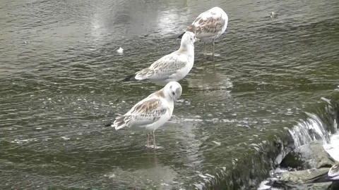 A flock of young river gulls Chroicocephalus ridibundus Video stock 122886344