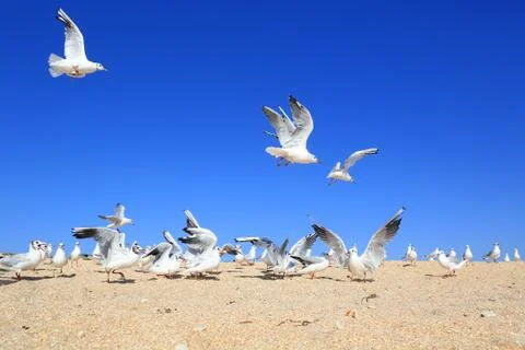 Flock of young seagulls Stock Photos