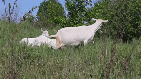A Flock of young white and brown goats on a green meadow Stock Footage 136328771