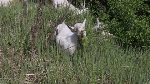 A Flock of young white and brown goats on a green meadow Stock Footage 136328800