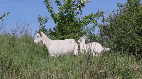 A Flock of young white and brown goats on a green meadow Stock Footage 136328865