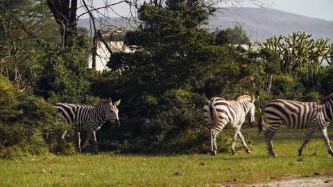 Flock of zebras and giraffe on background near bushes in Kenya. Stock Footage 236457930