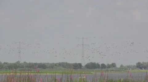 Flock_of_Birds_slomo 스톡 동영상 49165956
