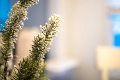 Flocked Pine Tree Stock Photos