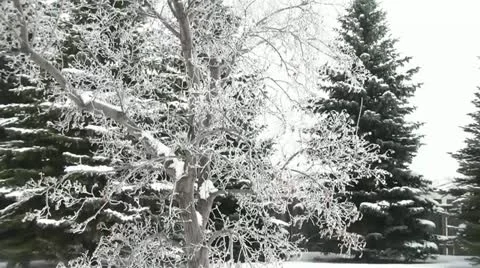 Flocked White Tree Moving in Wind Stock Footage