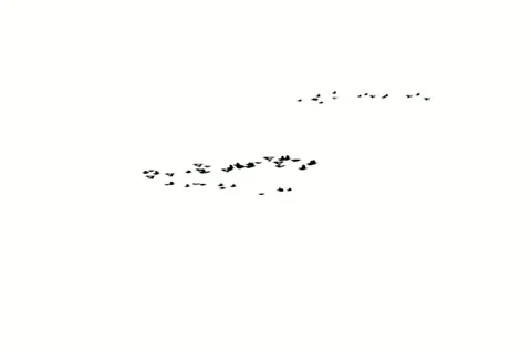 Flocking Birds Animation NTSC Stock Footage 22451661