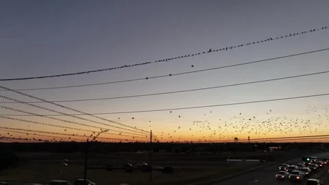 Flocking Blackbirds and Birds on a Wire Drone Aerial View Bryan Texas USA Video stock 335667585