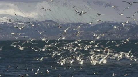 Flocking Flapping Mass of Feeding Gulls Swarming over Bay Video stock 21750924