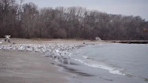 Flocking Seagulls 스톡 동영상 57873853