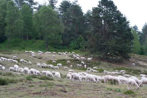 Flockofsheep Stock Photos