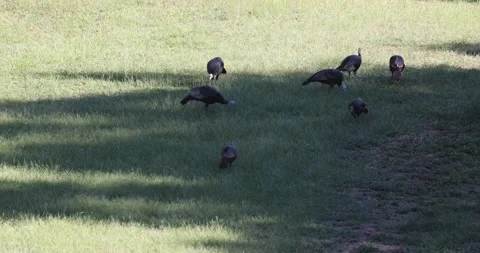 FlockofWildTurkeys Stock Footage 213982695