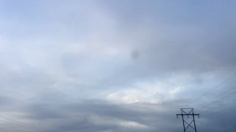 Flocks Above Vídeos de archivo 100699226