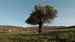 Flocks Stock After Effects