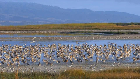 Flocks of bar-tailed godwit and wrybill arrive to roost on mudflats Stock Footage 104072475