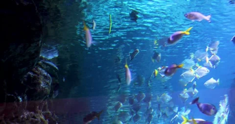 Flocks of beautiful fish of different sizes in nature at depth between algae Stock Footage 296075290