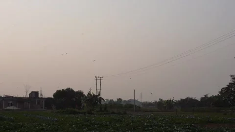 A flocks of birds are flying Stock Footage 304059605
