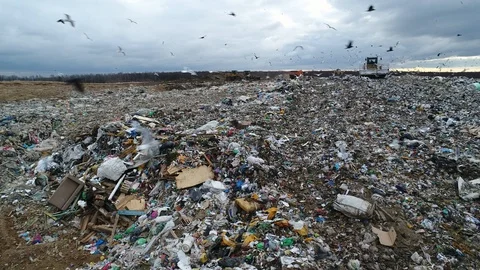 Flocks of birds circling over the garbage dump. Bulldozer rakes waste in trash. Vídeo Stock 119478257