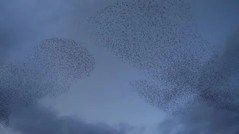 Flocks of birds dance in the sky at dusk, in Toulouse, France Stock Footage 208910974