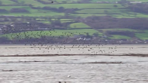 Flocks of birds in flight Dee Estuary, Parkgate, Cheshire, England Stock-Footage 282916522