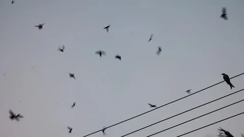 Flocks of birds fly in the sky and cling to wires in sunset of evening Stock Footage 288594364