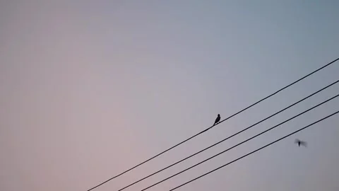 Flocks of birds fly in the sky and cling to wires in sunset of evening Stock Footage 319386088