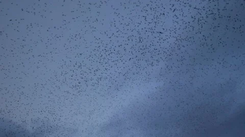 Flocks of birds fly in the sky at dusk, in Toulouse, France Stock Footage 208894314