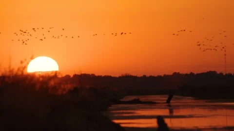 Flocks Birds Flying over River during a Sunrise Stock Footage
