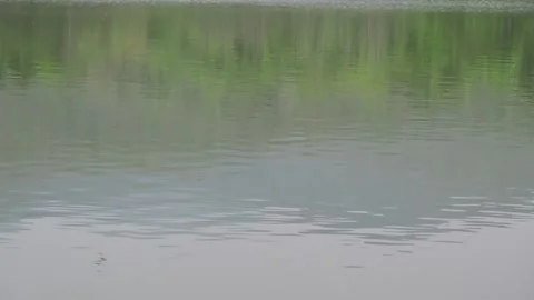 Flocks of birds hover over the nest where they live in the weir reservoir. Stock Footage 158968289