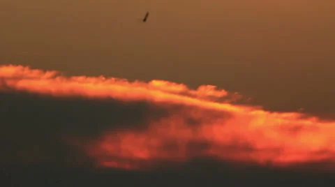 Flocks birds move towards each other Video stock 45635334