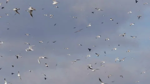 Flocks of birds soar in the sky in the wind. Many ivory gulls circling in clouds Stock Footage 145330259