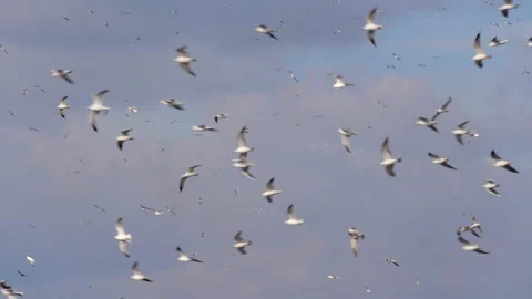 Flocks of birds soar in the sky in the wind. Many ivory gulls circling in clouds Stock-Footage 145330424