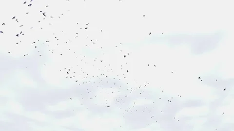Flocks of birds soaring across a cloudy sky at dusk in early autumn 스톡 동영상 292058884
