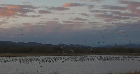 Flocks of birds at sunset Stock Footage 102292839