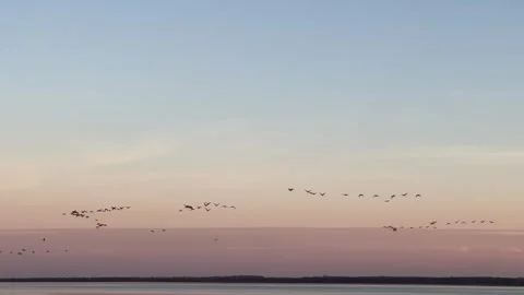 Flocks of Canada geese fly in formation against a pink-hued evening sky Stock Footage 273176527