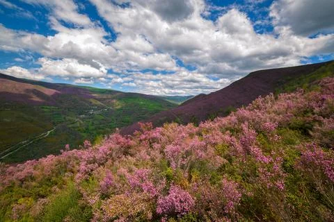 Flocks of clouds drift peacefully across a summer sky over the purple heath.. Stock Photos