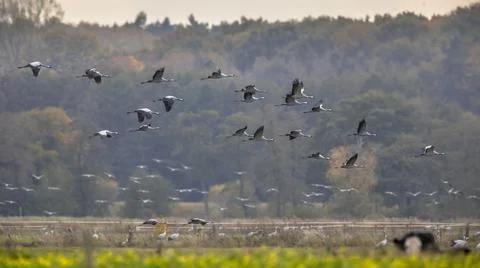 Flocks of cranes on migration in germany Stock Photos