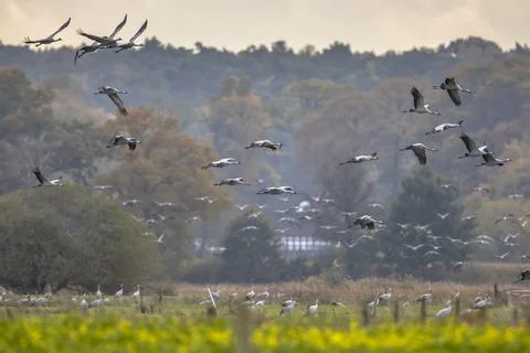 Flocks of cranes on migration in germany Foto stock