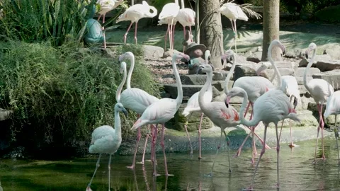 Flocks of cranes in SaiGon Zoo Stockbeeldmateriaal 143617186
