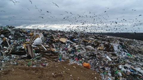 Flocks of crows over the garbage dump. Landfill of unsorted waste. Vídeo Stock 119476545