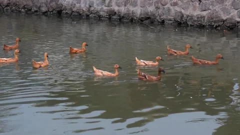 Flocks of Ducks in one line walk across the rippling river Video stock 249825560