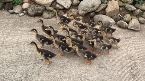 Flocks of Ducks Walking Around Vídeo Stock 342536361