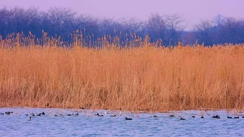 Flocks of eurasian coot swim in the waves. Sound Stock Footage 107590852