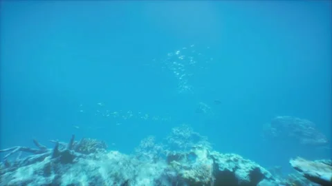 Flocks of fish hunt in the water column on the seafloor. Stock Footage 260405387
