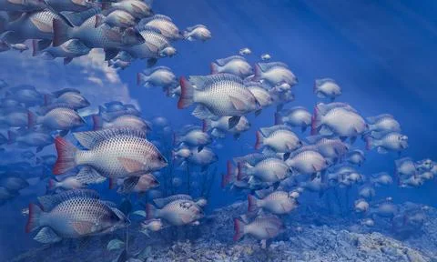 Flocks of fish swim in groups, the underwater circle is shining down. Lots .. Stock Illustration